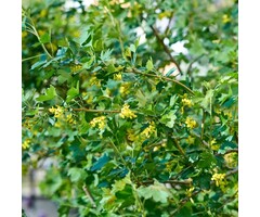 Ribes odoratum (Aureum) - Gele ribes (Kale wortel)
