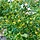 Ribes odoratum (Aureum) - Gele ribes (Kale wortel) -> PRE-ORDER
