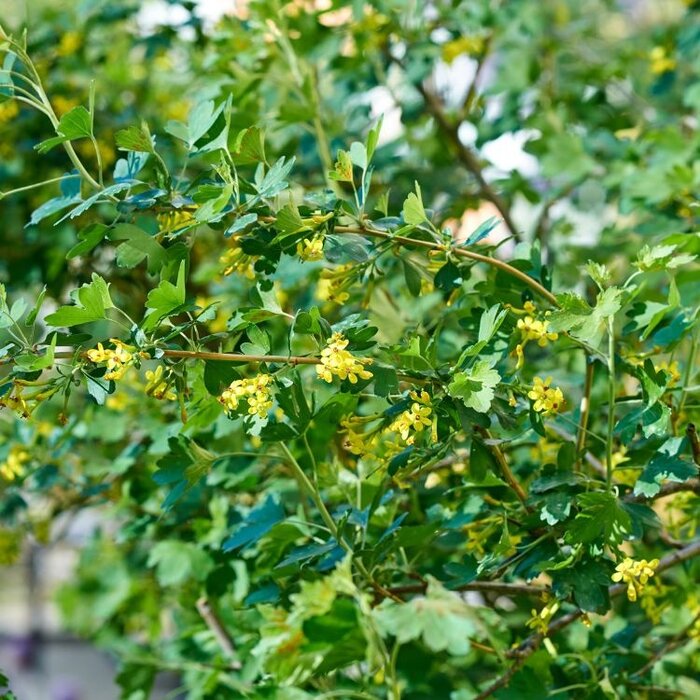 Ribes odoratum (Aureum) - Gele ribes (Kale wortel)