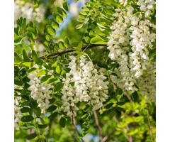 Robinia pseudoaccacia - Acacia (Kale wortel)