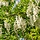 Robinia pseudoaccacia - Acacia (Kale wortel) -> PRE-ORDER