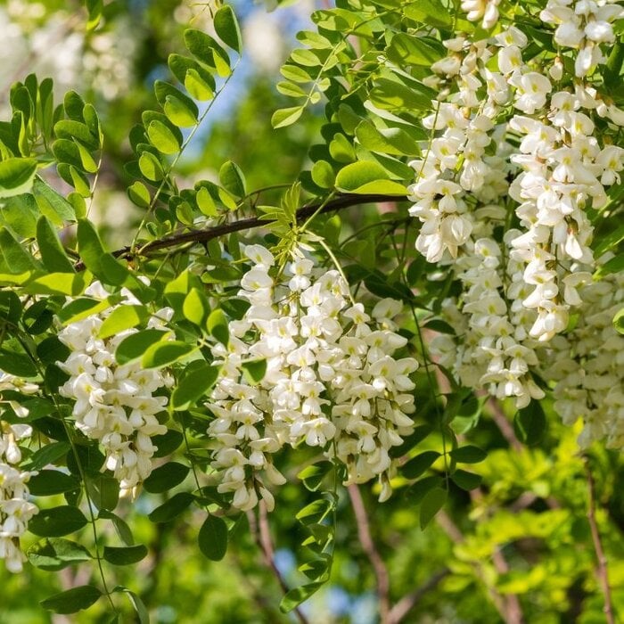 Robinia pseudoaccacia - Acacia (Kale wortel)