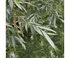 Salix alba 'Vitellina' - Gele schietwilg (Kale wortel)