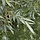 Salix alba 'Vitellina' - Gele schietwilg (Kale wortel) -> PRE-ORDER