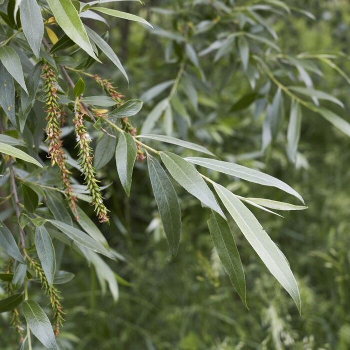 Salix alba 'Vitellina' - Gele schietwilg (Kale wortel) PRE-ORDER