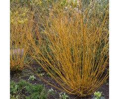 Salix alba 'Chermesina' - Rode Schietwilg (Kale wortel)