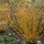 Salix alba 'Chermesina' - Rode Schietwilg (Kale wortel) -> PRE-ORDER