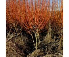 Knotwilg - Salix alba 'Chermesina'