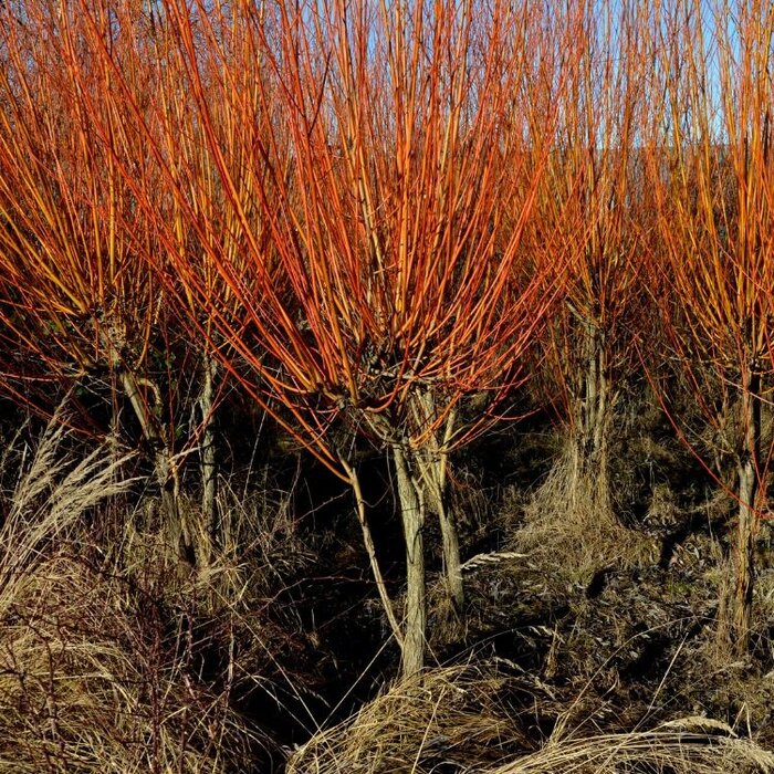 Knotwilg - Salix alba 'Chermesina'