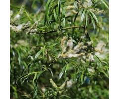 Salix alba - Schietwilg (Kale wortel)