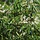 Salix alba - Schietwilg (Kale wortel) -> PRE-ORDER