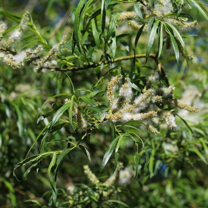 Salix alba - Schietwilg (Kale wortel) PRE-ORDER