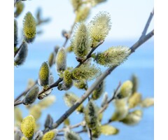 Salix aurita - Geoorde wilg (Kale wortel)