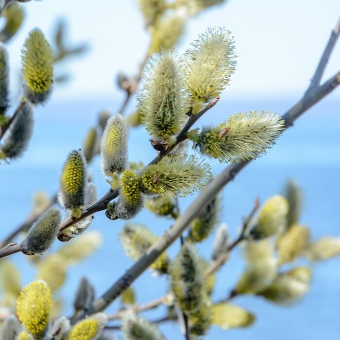Salix aurita - Geoorde wilg (Kale wortel)