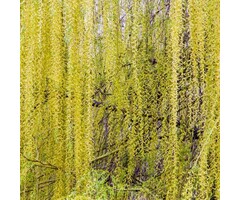 Salix babylonica 'Pendula' - Chinese treurwilg (Kale wortel)