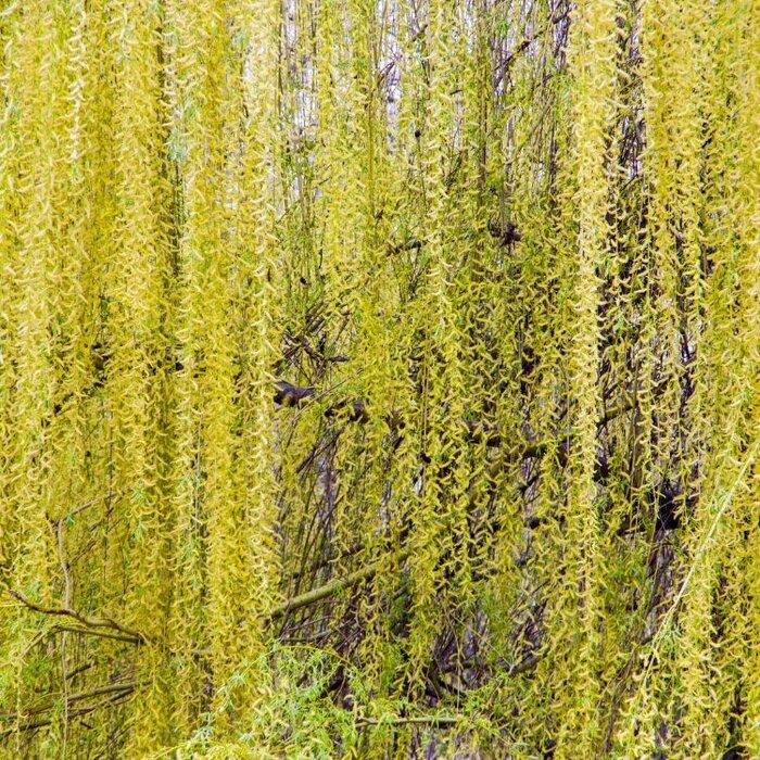 Salix babylonica 'Pendula' - Chinese treurwilg (Kale wortel)