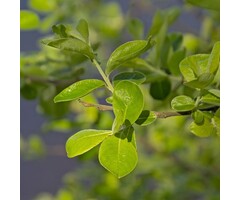 Salix cinerea - Grauwe wilg (Kale wortel)