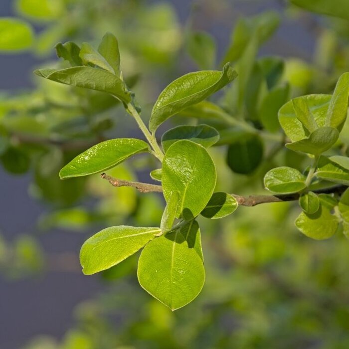 Salix cinerea - Grauwe wilg (Kale wortel)