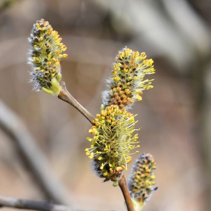 Salix cinerea - Grauwe wilg (Kale wortel)