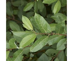 Salix daphnoides - Berijpte wilg (Kale wortel)