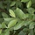 Salix daphnoides - Berijpte wilg (Kale wortel) -> PRE-ORDER
