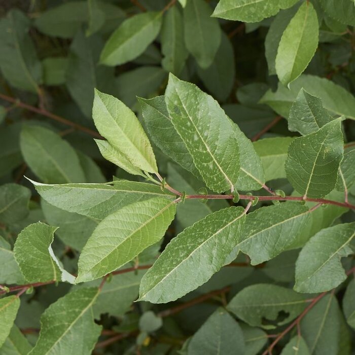 Salix daphnoides - Berijpte wilg (Kale wortel)