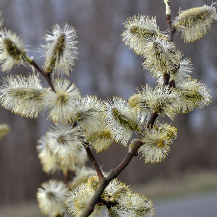 Salix daphnoides - Berijpte wilg (Kale wortel)
