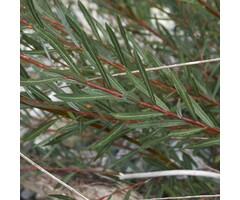 Salix elaeagnos 'Angustifolia' - Rozemarijnwilg (Kale wortel)