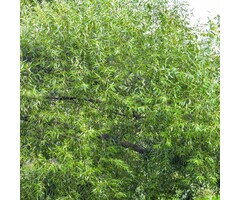 Salix fragilis - Kraakwilg (Kale wortel)
