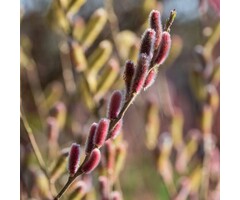 Salix gracillistyla 'Mount Aso' - Wilg (Kale wortel)
