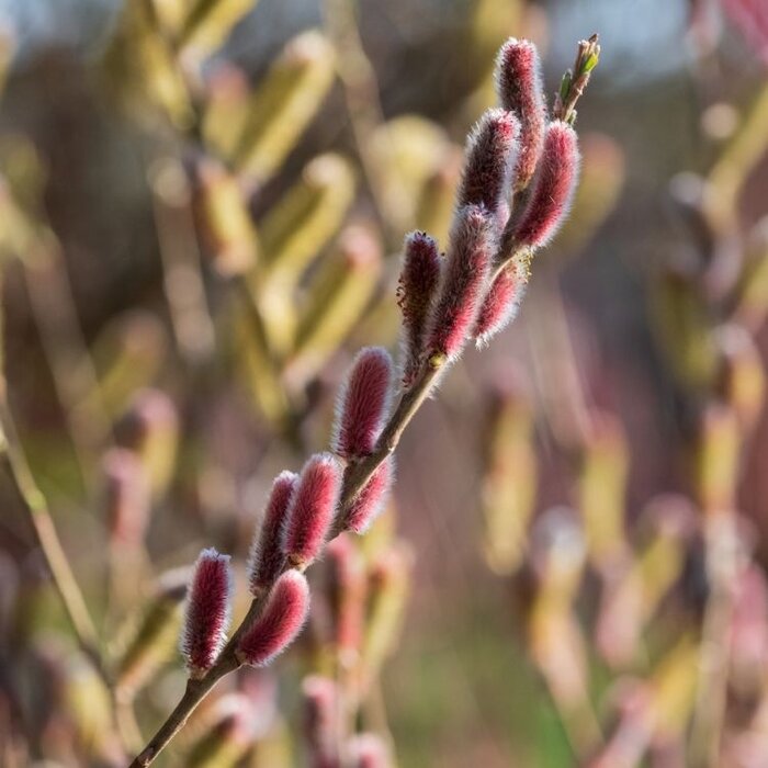 Salix gracillistyla 'Mount Aso' - Wilg (Kale wortel) PRE-ORDER