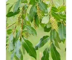 Salix pentandra - Laurierwilg (Kale wortel)