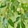 Salix pentandra - Laurierwilg (Kale wortel) -> PRE-ORDER