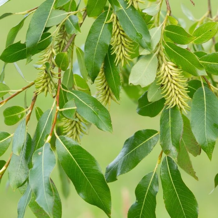 Salix pentandra - Laurierwilg (Kale wortel)