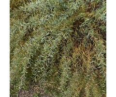 Salix purpurea 'Nana' - Bittere wilg (Kale wortel)