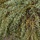 Salix purpurea 'Nana' - Bittere wilg (Kale wortel) -> PRE-ORDER