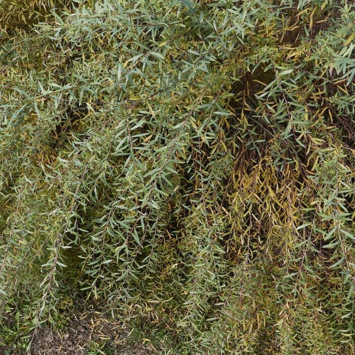 Salix purpurea 'Nana' - Bittere wilg (Kale wortel) PRE-ORDER