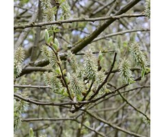 Salix repens - Kruipwilg (Kale wortel)