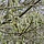 Salix repens - Kruipwilg (Kale wortel) -> PRE-ORDER
