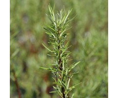 Salix rosmarinifolia - Rozemarijnwilg (Kale wortel)