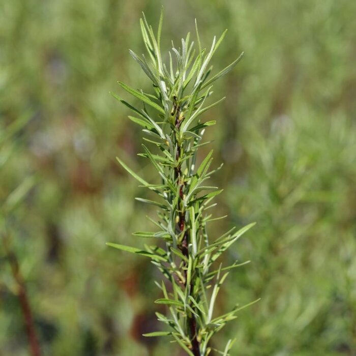 Salix rosmarinifolia - Rozemarijnwilg (Kale wortel)