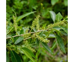 Salix triandra - Amandelwilg (Kale wortel)