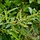 Salix triandra - Amandelwilg (Kale wortel) -> PRE-ORDER
