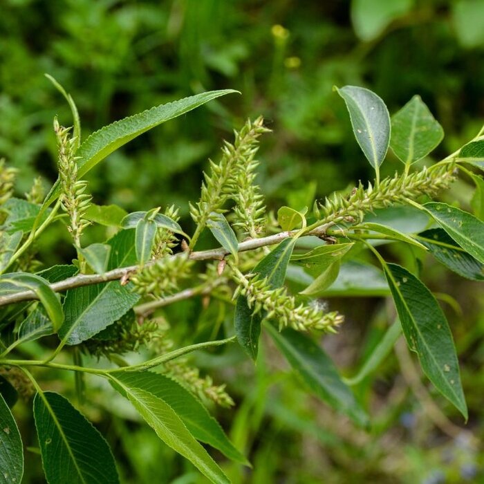 Salix triandra - Amandelwilg (Kale wortel) PRE-ORDER