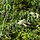Salix udensis 'Sekka' - Bandwilg (Kale wortel) -> PRE-ORDER