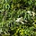 Salix udensis 'Sekka' - Bandwilg (Kale wortel)