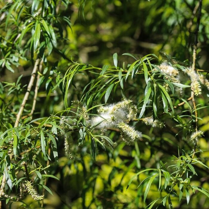 Salix udensis 'Sekka' - Bandwilg (Kale wortel) PRE-ORDER