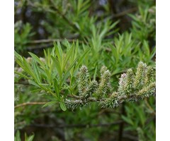 Salix viminalis - Katwilg (Kale wortel)