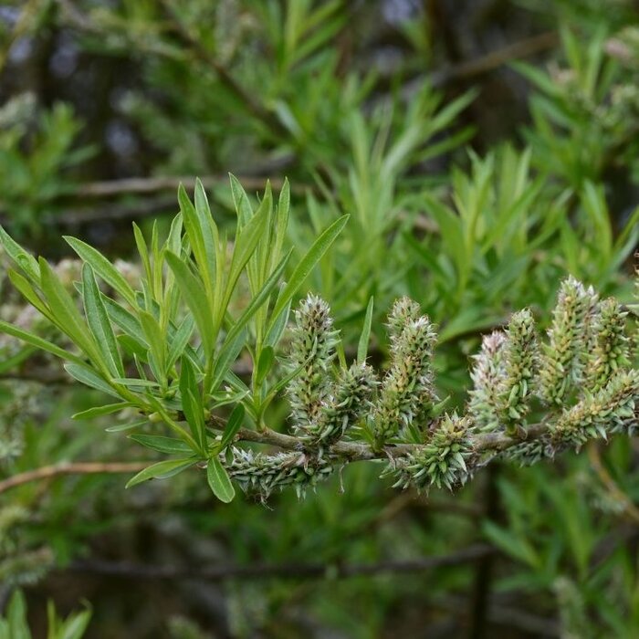 Salix viminalis - Katwilg (Kale wortel) PRE-ORDER
