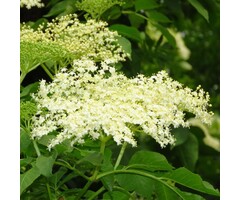 Sambucus nigra - Gewone vlier (Kale wortel)